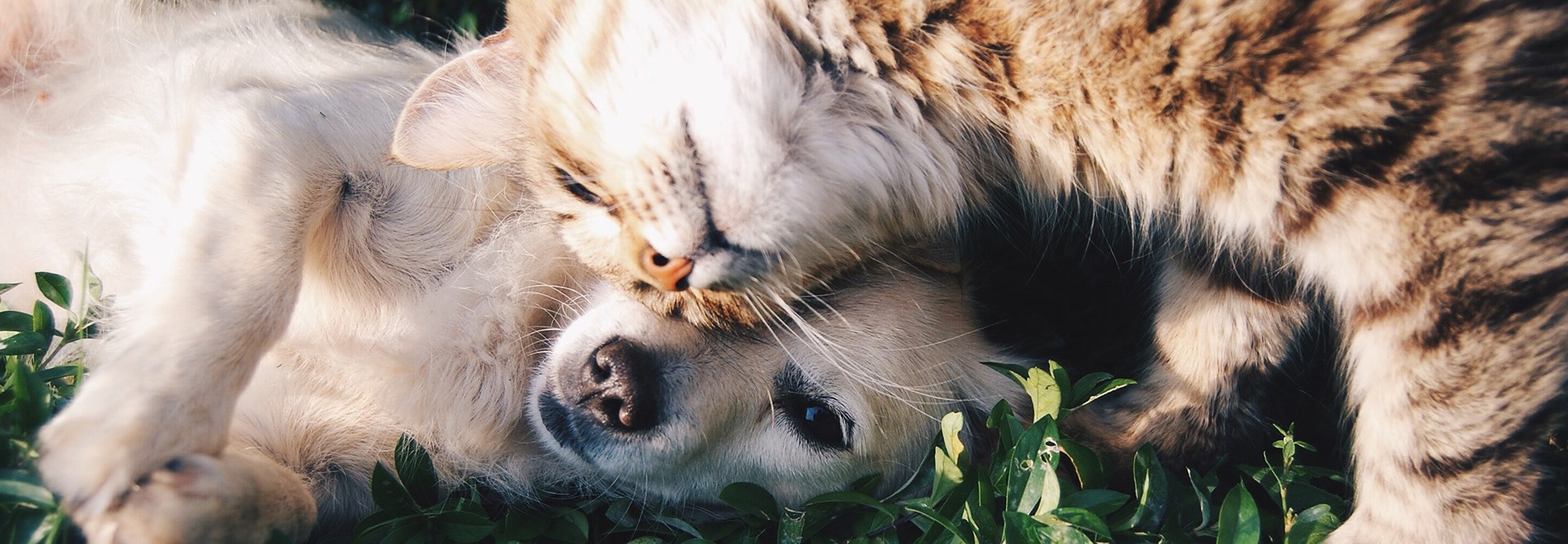 En hund med ljus päls som ligger ner på gräsmattan tillsammans med en katt med brunspräcklig päls som lägger sitt huvud mot hundens.
